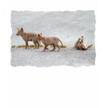 Baby Coyotes Playing t-shirts