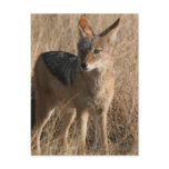 Baby Coyotes Postcard
