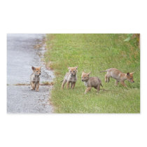 Baby Coyotes Running and Playing Stickers