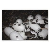 Baby Crocodiles Photograph