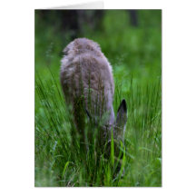 Baby Deer Card