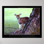 Baby Deer Fawn Photo & Poem Poster posters