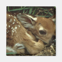 Baby Deer Magnet