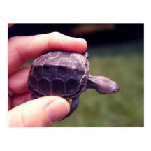 Baby Diamondback Turtle Postcard