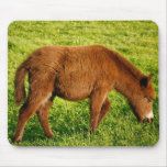 Baby donkey