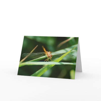 Baby Dragonfly Greeting Card by mlikvan