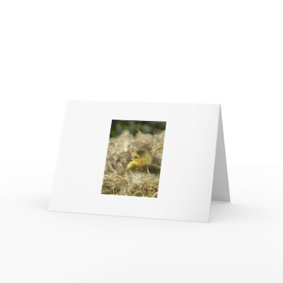 Baby Duck Greeting Card by walkandbark