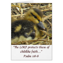Baby Duck closeup Cards