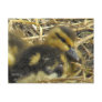 Baby Duck closeup Post Card