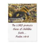 Baby Duck - Innocence Post Card