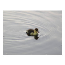 Baby duck photography