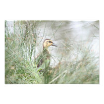 Baby duck photograph