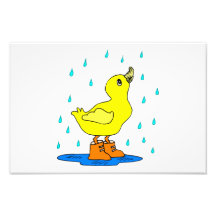 Baby duck photograph