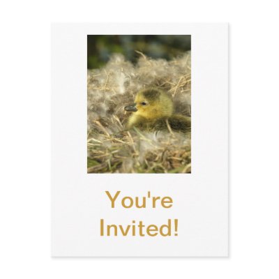Baby Duck Post Cards by walkandbark