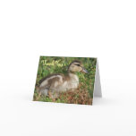 Baby Duckling, Thank You Card