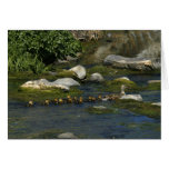 Baby Ducks 1 Note Card