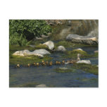 Baby Ducks 1 Postcard