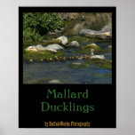 Baby Ducks 1 Poster