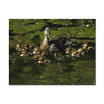 Baby Ducks 2 Postcard
