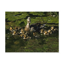 Baby Ducks 2 Postcard