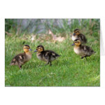 Baby Ducks Photo Card