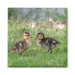 Baby Ducks Photo Fridge Magnet