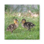 Baby Ducks Photo Fridge Magnet