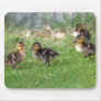 Baby Ducks Photo Mousepad