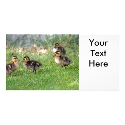 Baby Ducks Photo Photo Card Template by funnaturephotography