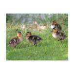 Baby Ducks Photo Postcards