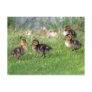 Baby Ducks Photo Postcards