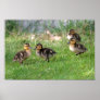 Baby Ducks Photo Print