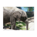 baby elephant by water postcard