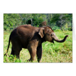 Baby Elephant Card