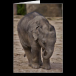 Baby Elephant Card cards