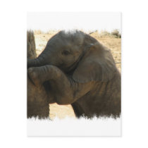 Baby Elephant Card Postcards