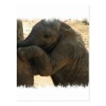 Baby Elephant Card Postcards