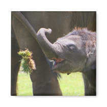 Baby elephant magnet