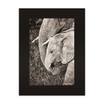 Baby elephant postcard