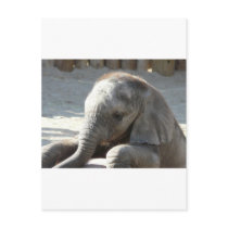 baby elephant post cards