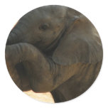 Baby Elephant Sticker