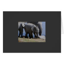Baby Elephant Walk Greeting Card