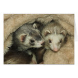 Baby Ferrets-Hobs and Jills