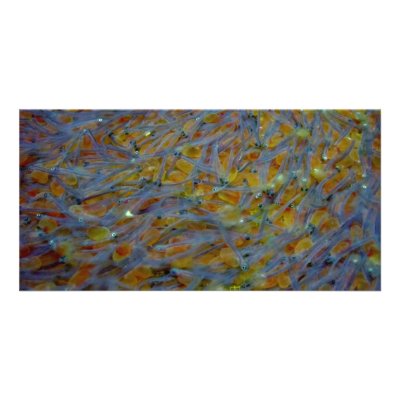 Baby Fish and Eggs Photo Card by eMotivPhotography