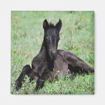 Baby foal lying in the meadow fridge magnet