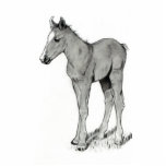 BABY FOAL PHOTO SCULPTURE photo sculptures