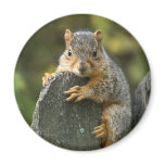 Baby Fox Squirrel