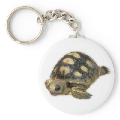 Baby Ghopher Tortoise by Envelope150