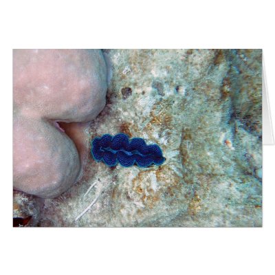 Baby Giant Clam Card by melaniemle