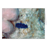 Baby Giant Clam Card